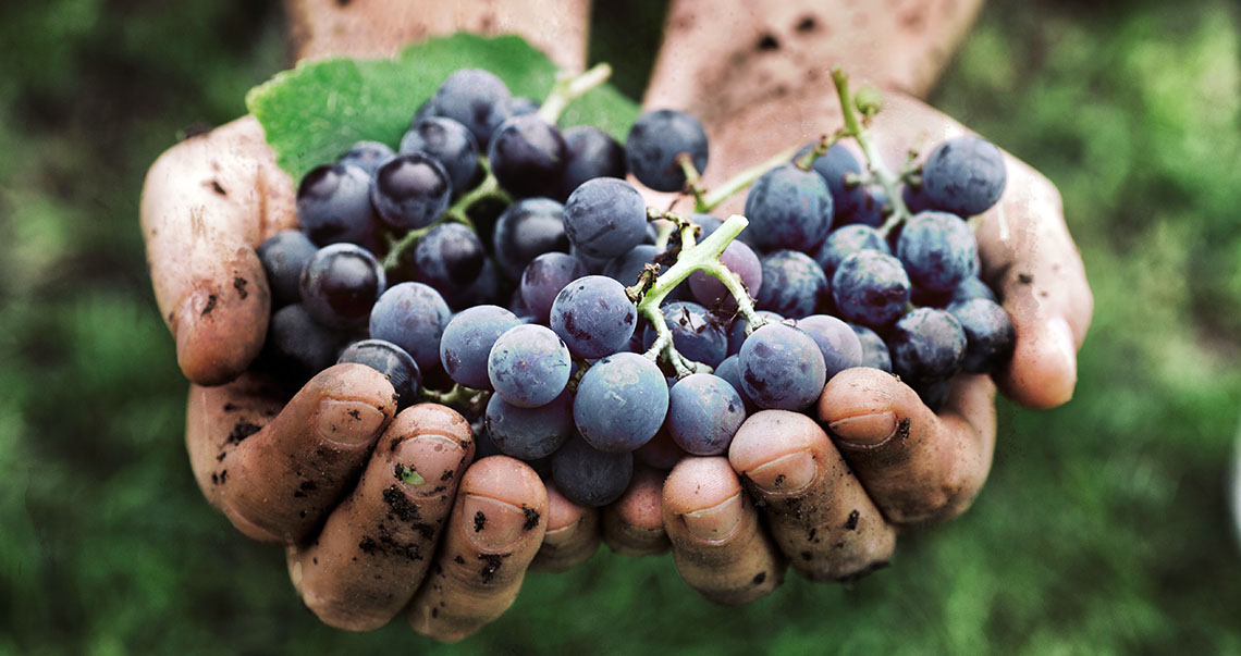 Comércio de Vinhos